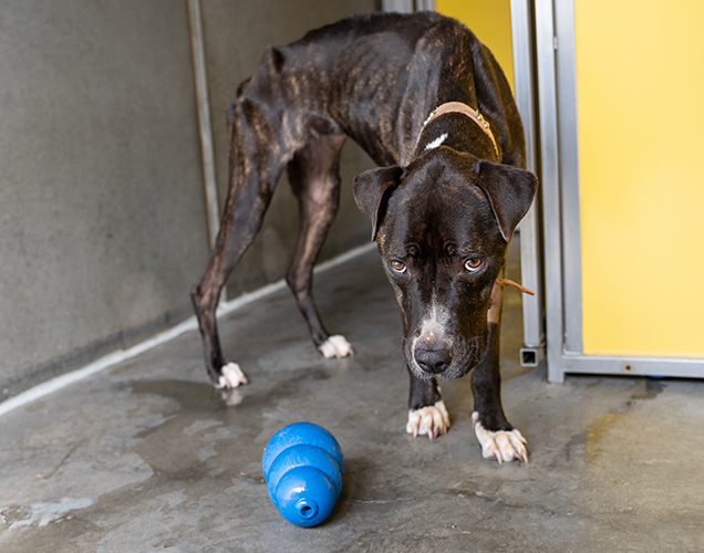 ava the dog in rspca queensland care 2019